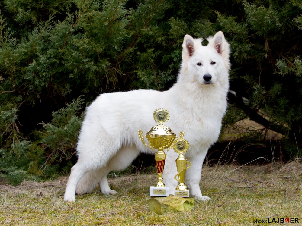 DIAMOND White Alaska Dancing With Wolves