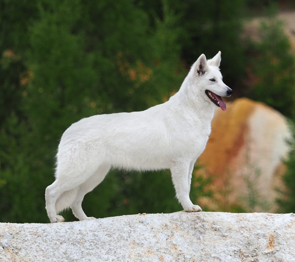 Breeding test, Jedovnice