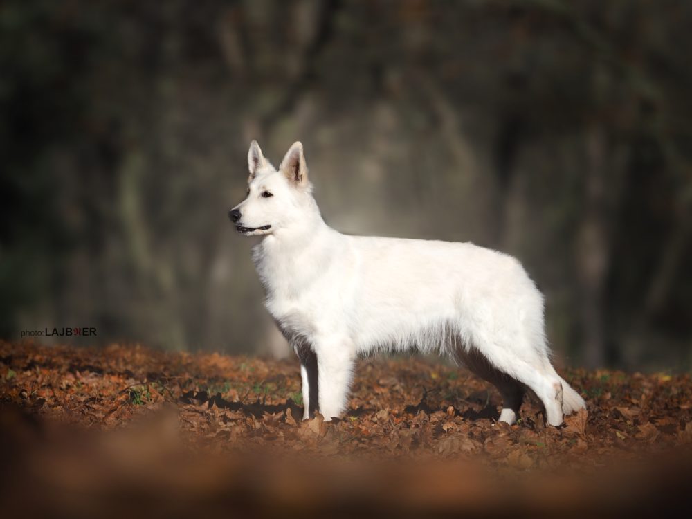 DIAMOND WHITE ALASKA Dancing With Wolves