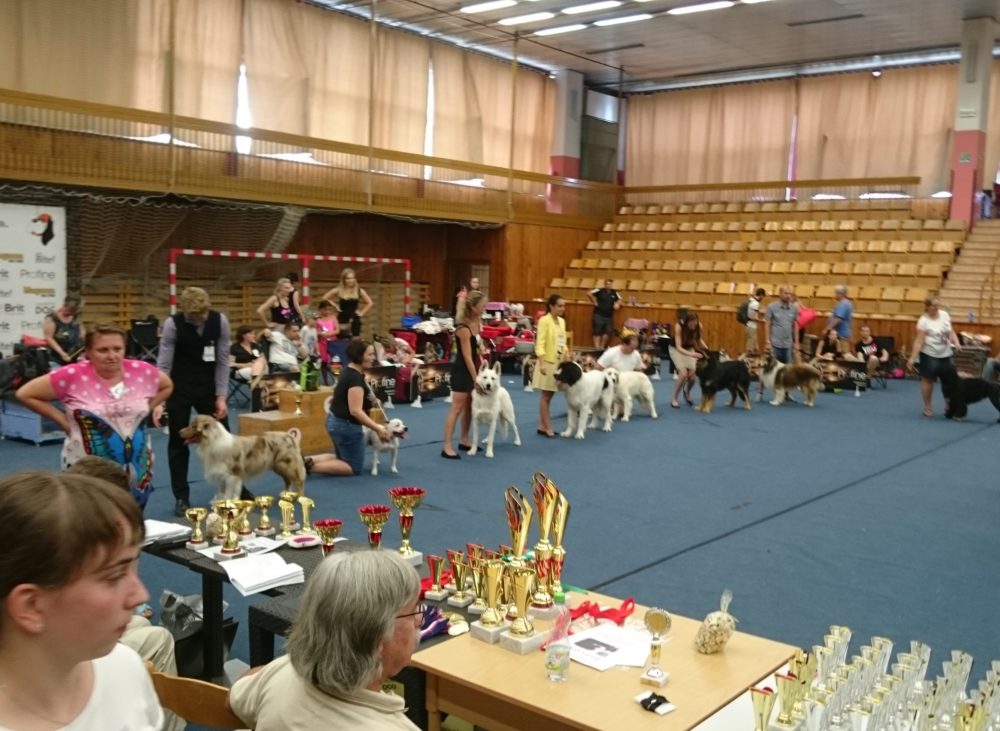 Regional dog show Kladno