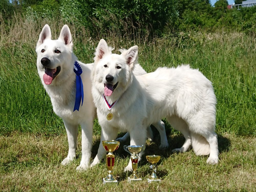 Regional dog show Horní Počernice