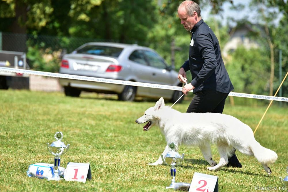 WSS CZ club show, without the title “club winner”