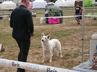 Interdog Bohemia 2018