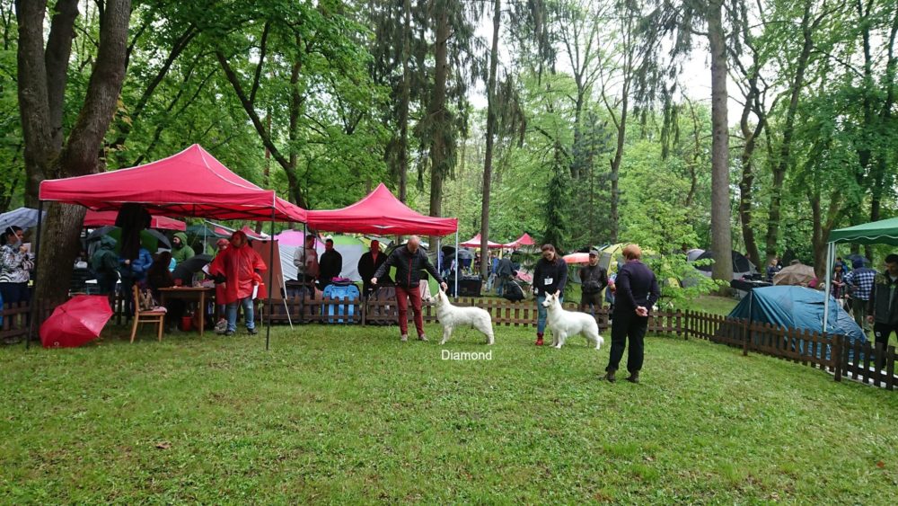 2 x CACIB Lučenec 2019