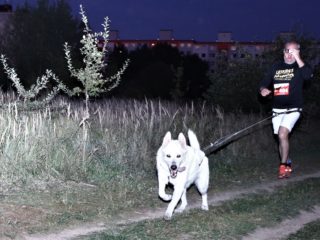 Night canicross race Leskros – Krkavec