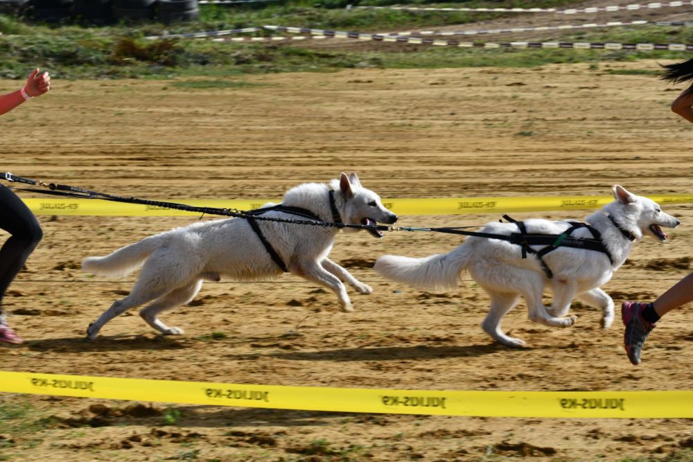 HARD DOG RACE Opatov 2019