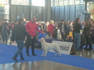 National dog show Brno, January 2020
