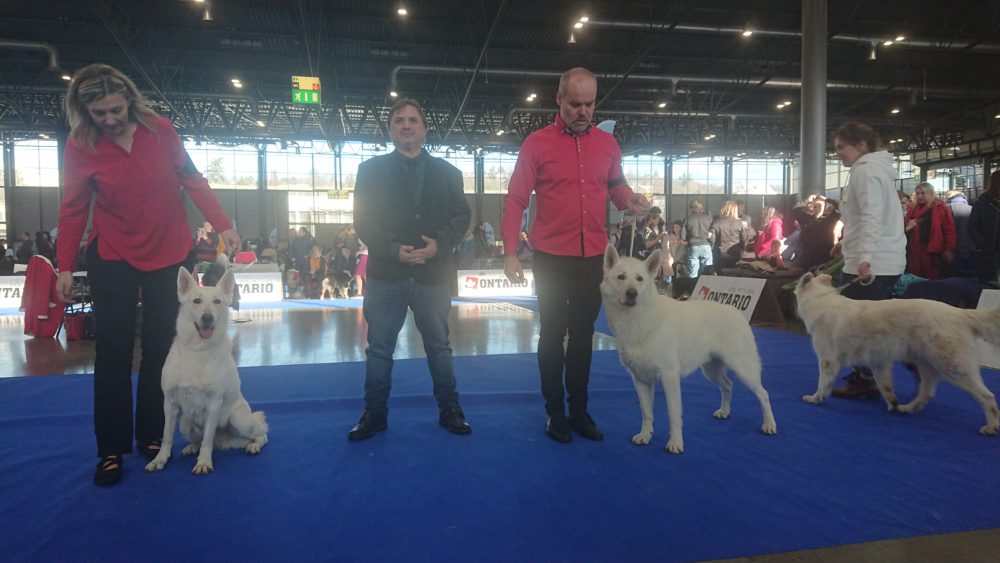 National dog show Brno, January 2020