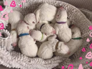 Litter “B” Hotah Lakota
