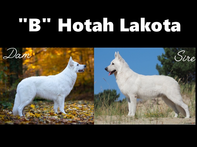 Litter “B” Hotah Lakota