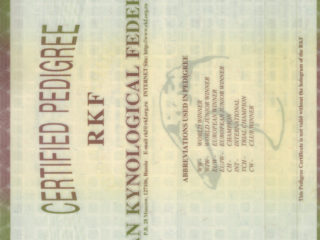 SKAZKA Iz Beloy Brigady