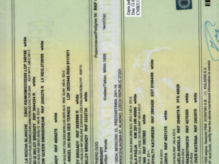 SKAZKA Iz Beloy Brigady