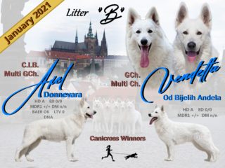 Litter “B” Niktel (CZ)