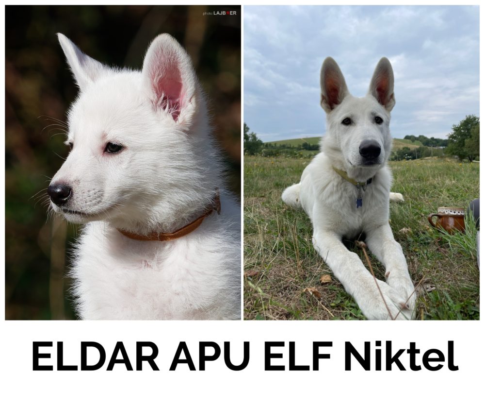 ELDAR APU Elf Niktel