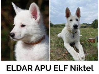 ELDAR APU ELF Niktel