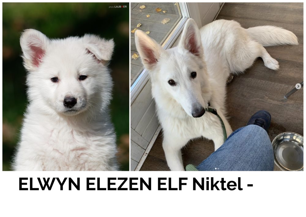 ELWYN ELEZEN ELF Niktel