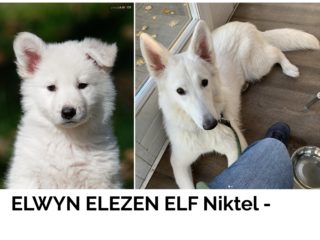 ELWYN ELEZEN ELF Niktel