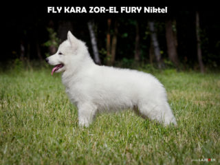 FLY KARA ZOR-EL FURY