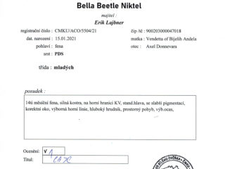 BELLA BEETLE Niktel