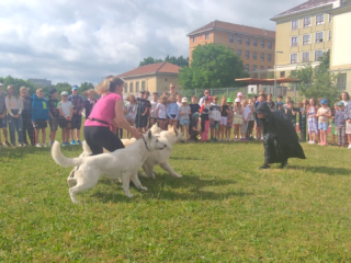 Demonstration of dog training 2023