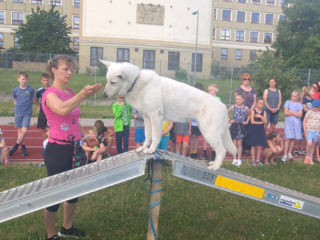 Demonstration of dog training 2023
