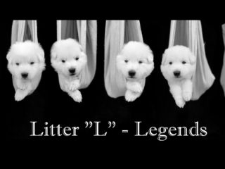 Litter “L” – Legends Niktel (CZ)