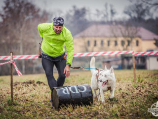 Czech Dog Run Glacier