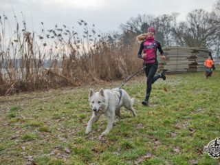 Czech Dog Run Glacier