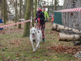 Czech Dog Run Glacier