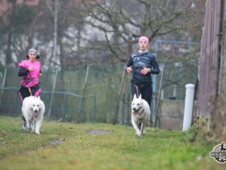 Czech Dog Run Glacier