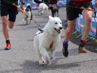 Ještěd Skyrace