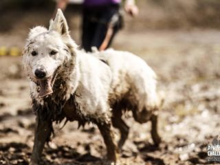 Kaolin dog race spring, 11.5.2024