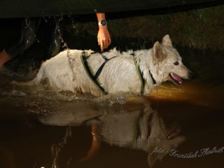 Czech Dog Run – Military