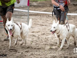 Hard Dog Race Pacov 25.5.2024