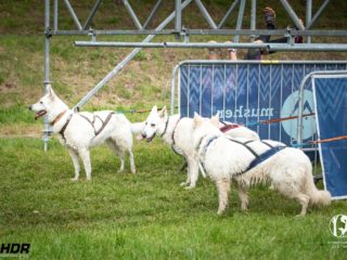 Hard Dog Race Pacov 25.5.2024