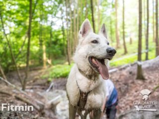 Gladiator Race Dog, Holice 26.5.2024