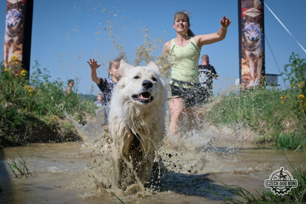 Czech Dog Run – Military