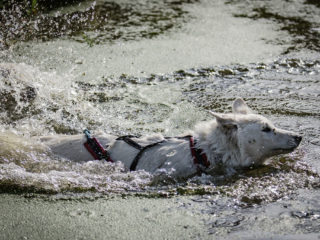 Extreme Dog Race Opatov 2024