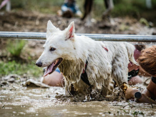 Extreme Dog Race Opatov 2024