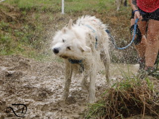 Extreme Dog Race Opatov 2024