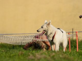 Gladiator Race Dog Josefov