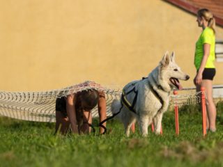 Gladiator Race Dog Josefov