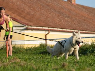 Gladiator Race Dog Josefov