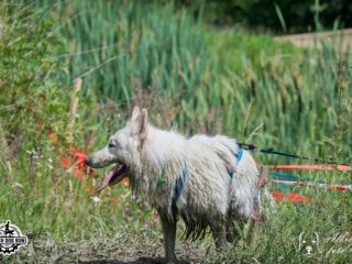 Czech Dog Run – Military