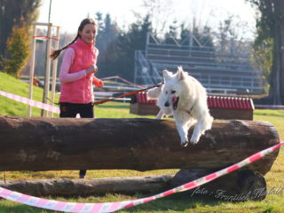 Extreme Dog Race Steeplechase 2024