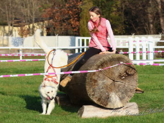 Extreme Dog Race Steeplechase 2024