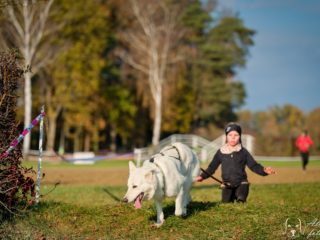 Extreme Dog Race Steeplechase 2024