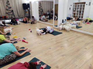 Pets yoga, Mimoni + Nonstop