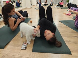 Pets yoga, Mimoni + Nonstop