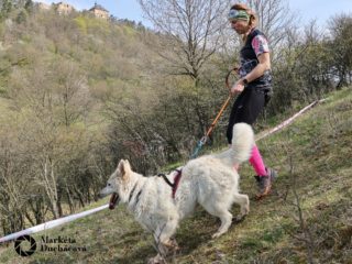 Extreme Dog Race Točník